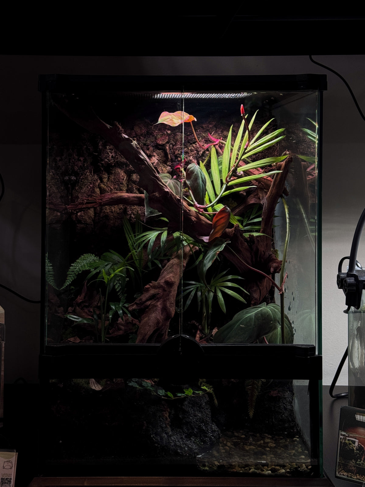CCS Canopy Signature - White Tree Frog Habitat
