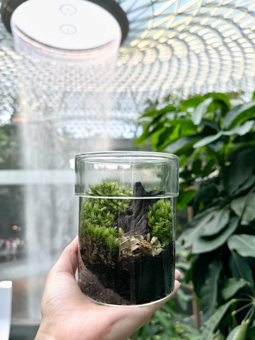 CCS Nature Terrarium Workshop