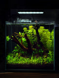 CCS Spring Signature - Shrimp Habitat
