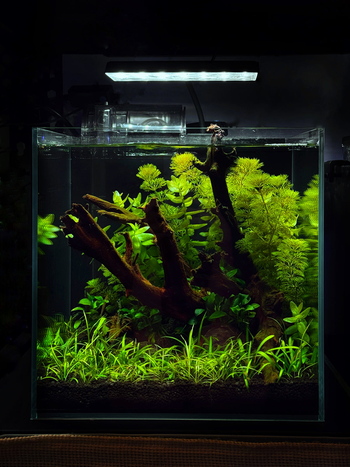 CCS Spring Signature - Shrimp Habitat