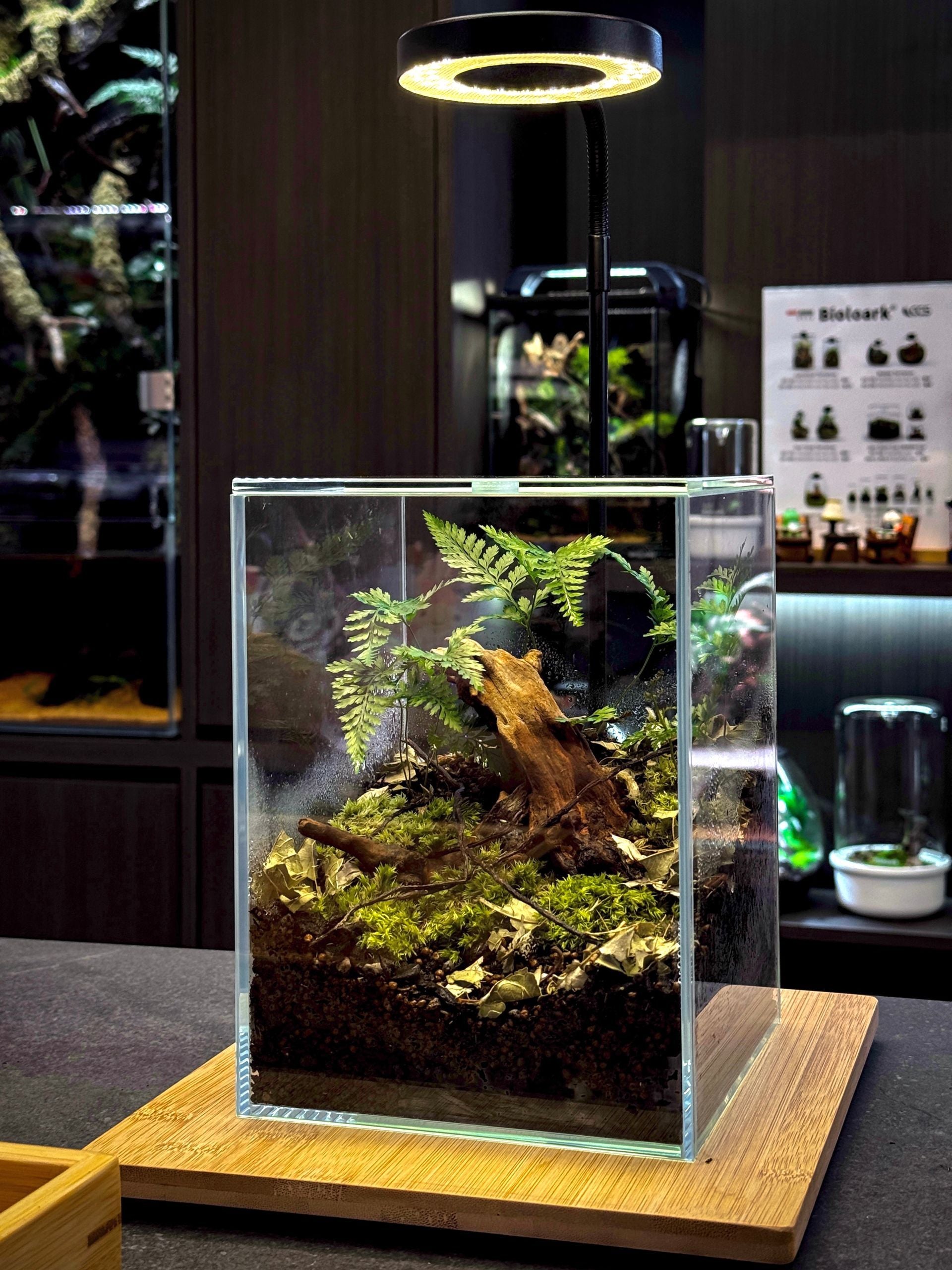 Chai Chee Safari workshop terrarium build