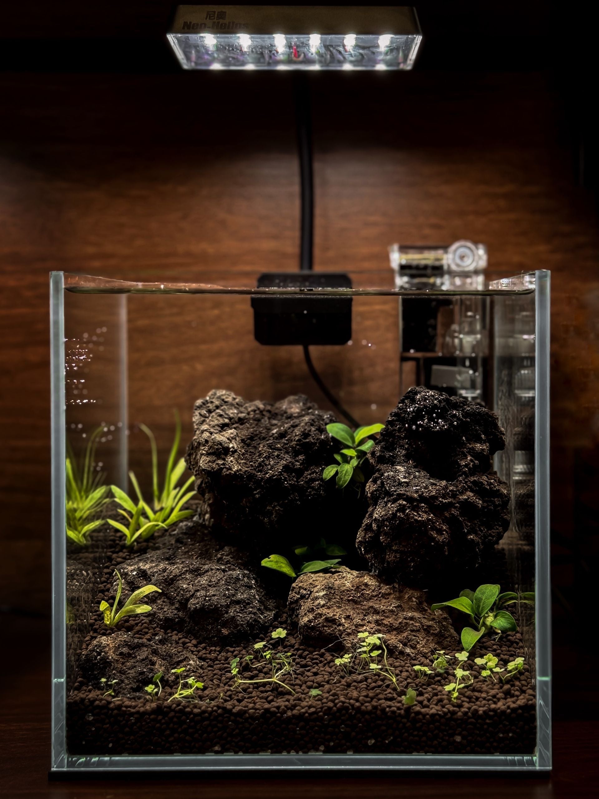 Shrimp Nano Aquascape workshop build — Chai Chee Safari