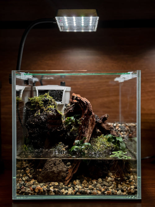 Crab Nano Paludarium workshop build — Chai Chee Safari