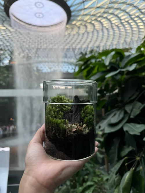 Mini Nature Terrarium workshop build — Chai Chee Safari