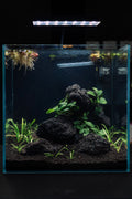 Shrimp Classic Aquascape workshop build (2 pax) — Chai Chee Safari