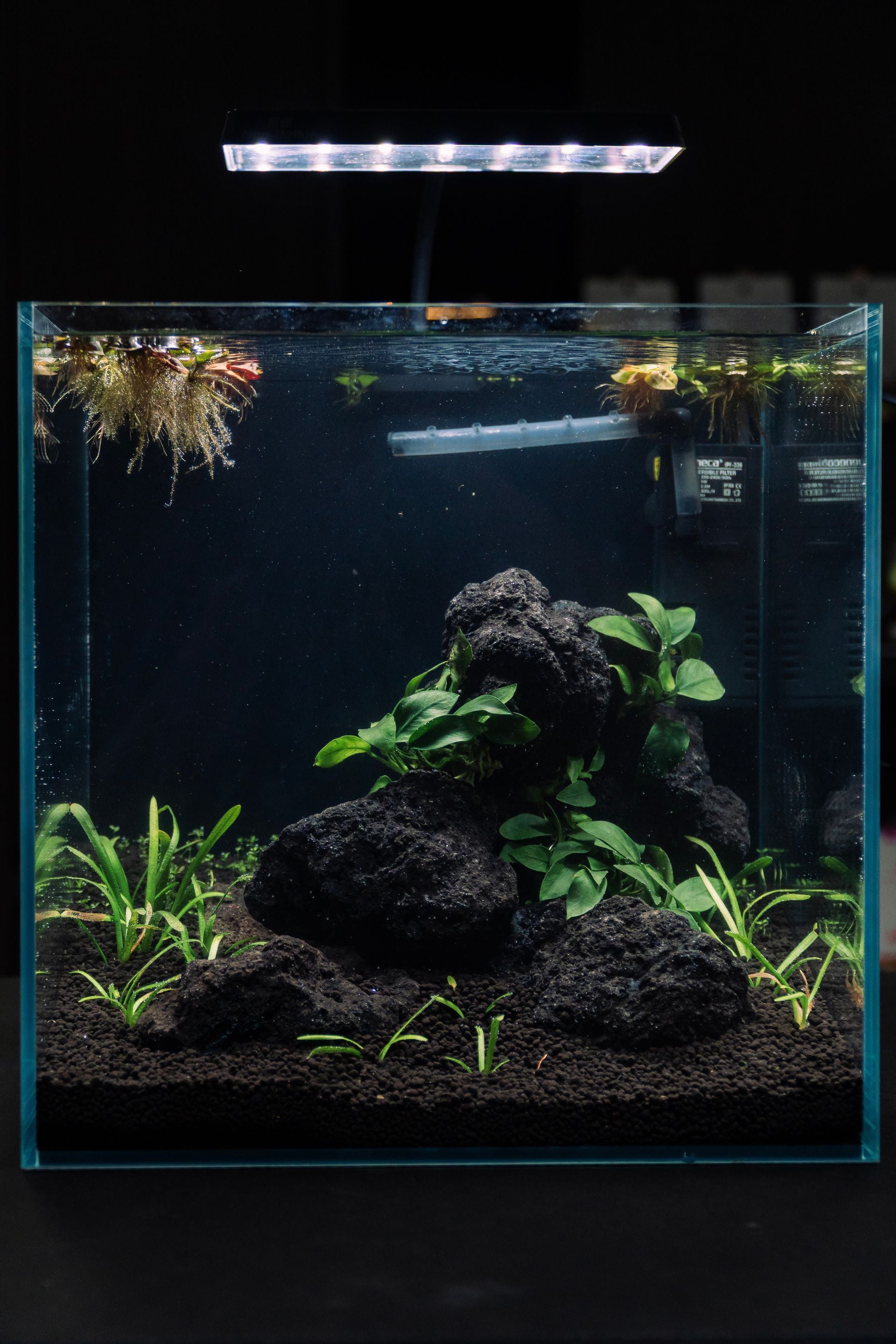 Shrimp Classic Aquascape workshop build (2 pax) — Chai Chee Safari